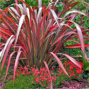 Phormium 'Evening Glow' with arching red-pink and bronze foliage