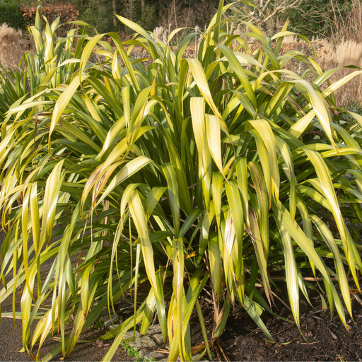 Phormium 'Yellow Wave' with arching green and yellow striped foliage