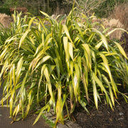 Phormium 'Yellow Wave' mature clump in a garden setting