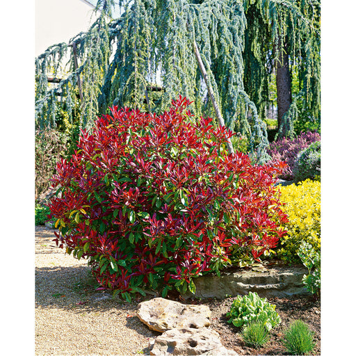 Photinia x fraseri 'Carré Rouge' shrub with vivid red young foliage