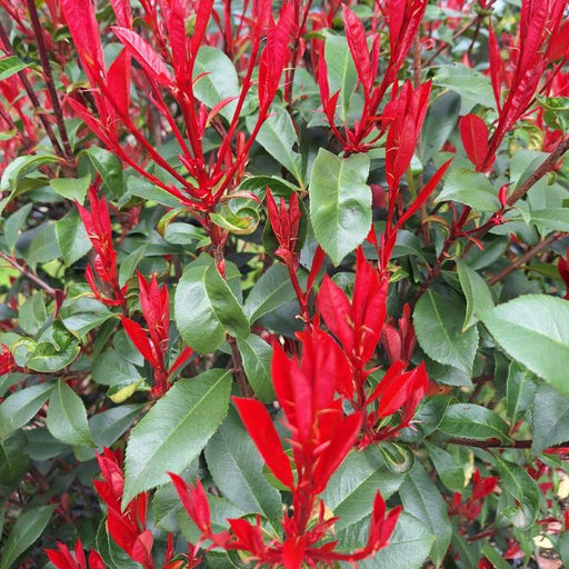 Close-up of Photinia 'Carré Rouge' bright red new shoots and green leaves