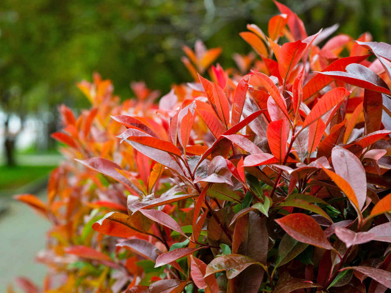 Photinia fraseri 'Little Red Robin' (2 Litre)