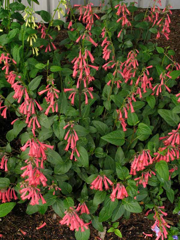 Phygelius Croftway 'Coral Princess' with coral-pink tubular flowers