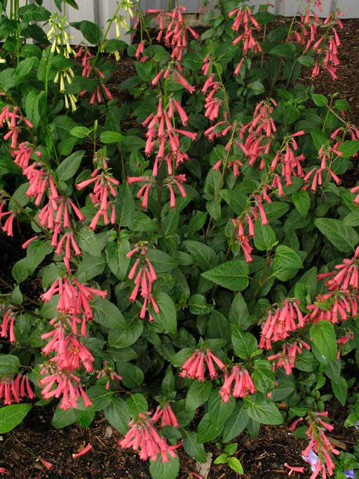 Phygelius Croftway 'Coral Princess' with coral-pink tubular flowers
