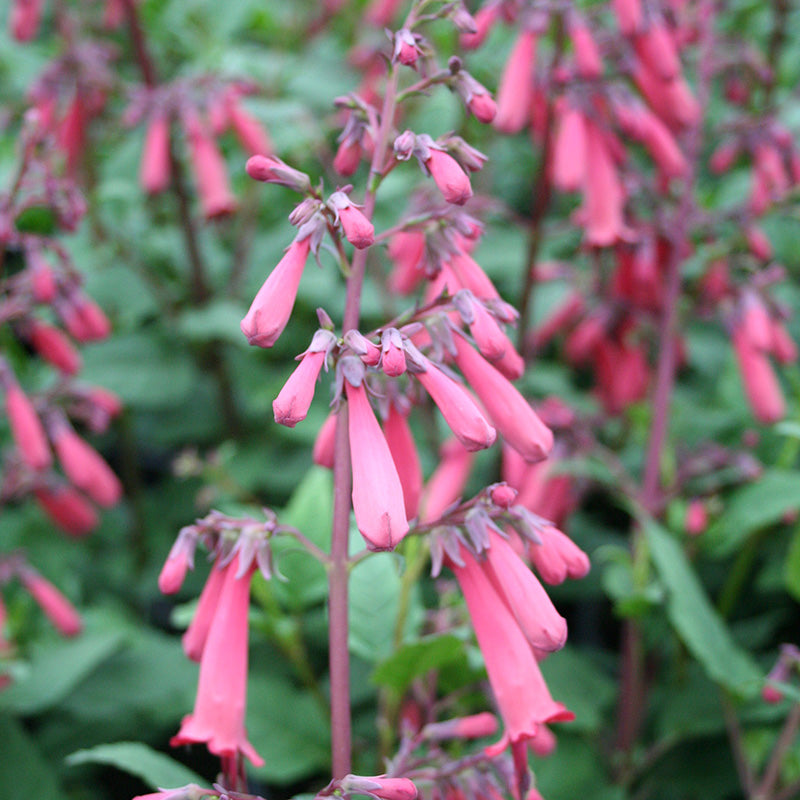 Cape Fuchsia | Phygelius × rectus 'Devil's Tears'
