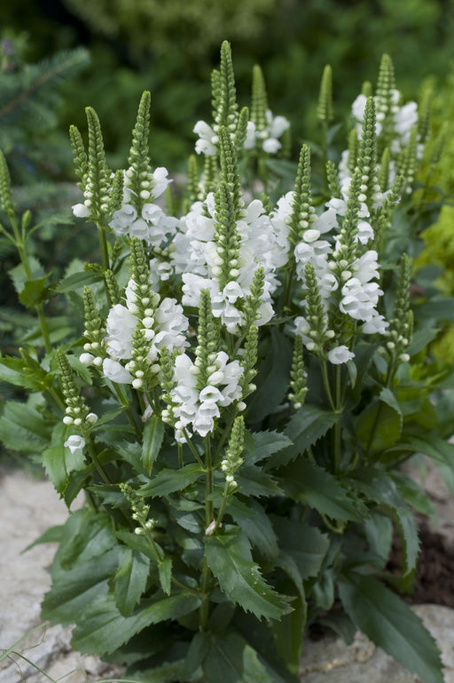 Physostegia virginiana 'Crystal Peak White' with compact white flower spikes