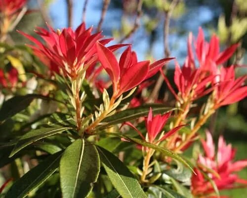 Pieris 'Forest Flame' (5 Litre)