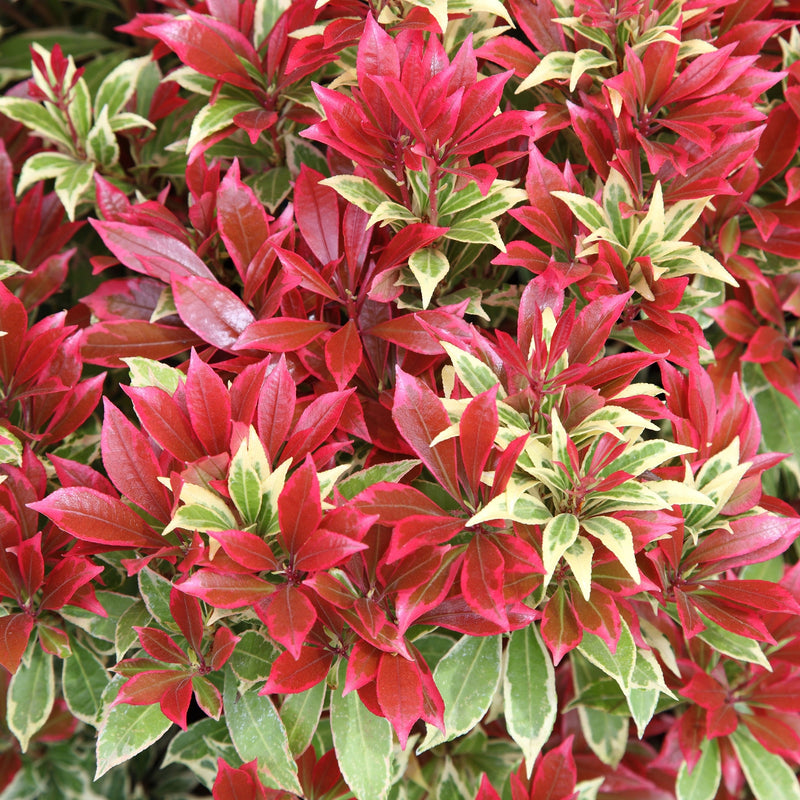 Pieris japonica 'Carnaval' / 20-25 CM C2