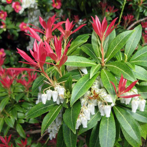 Lily-of-the-Valley Shrub 'Forest Flame' — Pieris 'Forest Flame' (2 Litre)