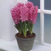 Prepared Hyacinth 'Pink Pearl'