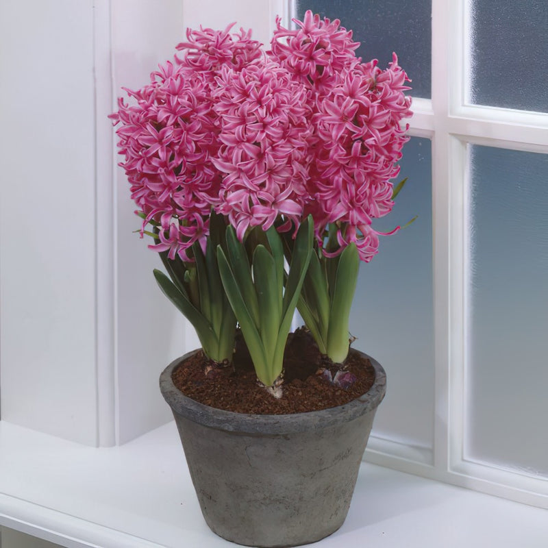Prepared Hyacinth 'Pink Pearl'