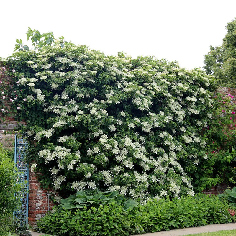 Hydrangea anoma petiolaris | Climbing Hydrangea (2 Litre)