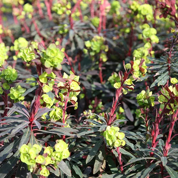 Euphorbia Amygdaloides Purpurea 2L