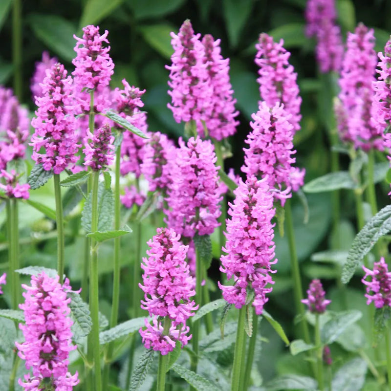 Stachys Officinalis 'Hummelo'