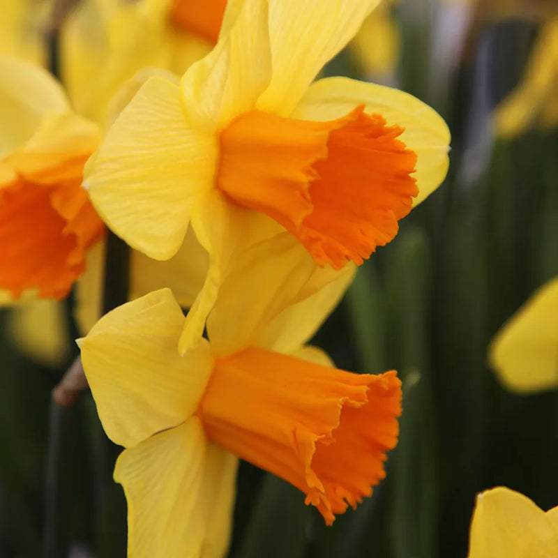 Daffodil Narcissus 'Juanita' (7kg)