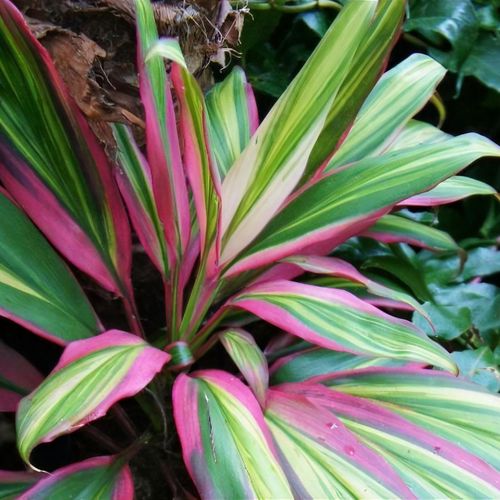 Cordyline Fruticosa 'Kiwi' | Good Luck Plant (P12)