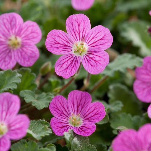 Erodium Bishops Form 9cm