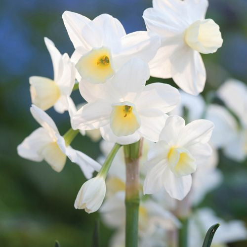 Daffodil Narcissus 'Silver Chimes' (5 Pack)