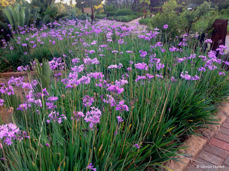 Variegated Society Garlic – Tulbaghia violacea 'Variegata'