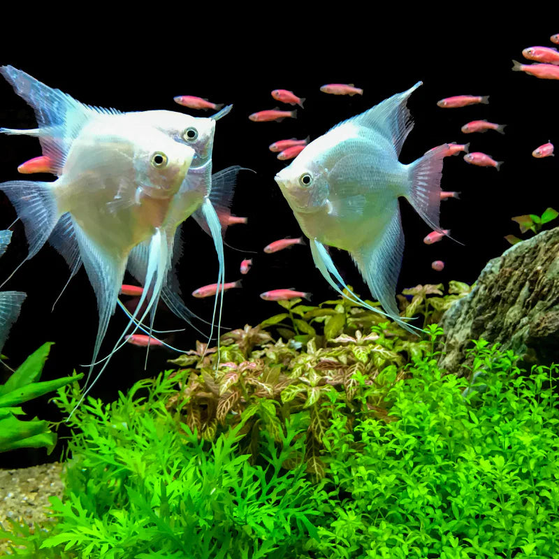 Platinum Angelfish (Large) | Pterophyllum scalare