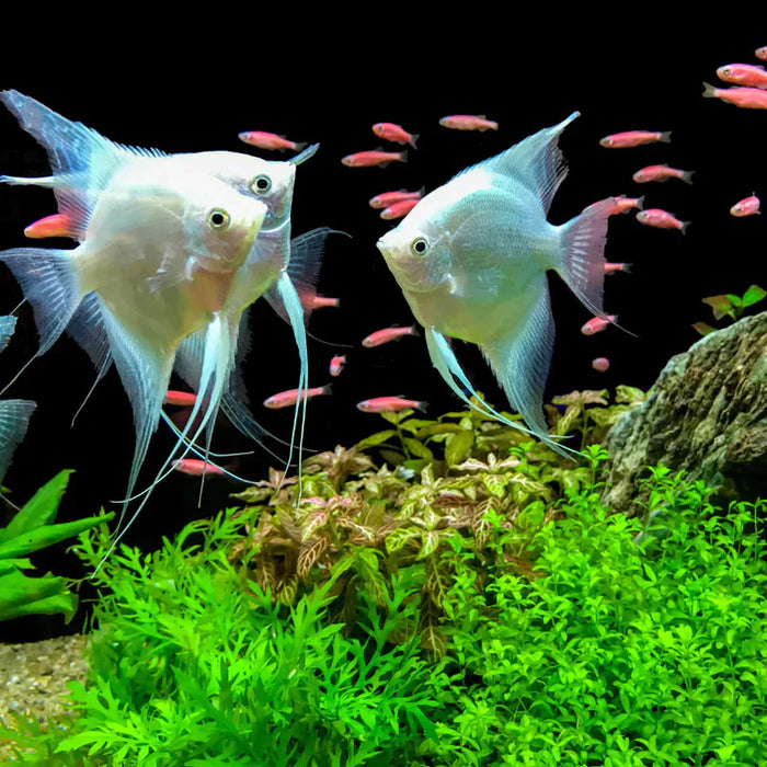 Angelfish Platinum (Sm)