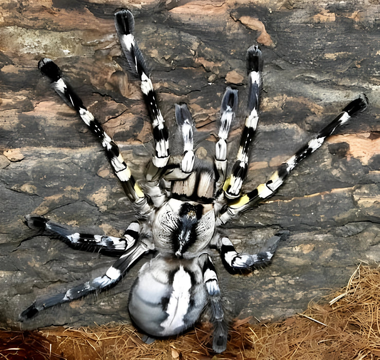 Indian ornamental tarantula | Poecilotheria regalis (Juvenile)