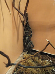 Yellow-Backed Ornamental Tarantula - Poecilotheria smithi