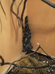Yellow-Backed Ornamental Tarantula - Poecilotheria smithi