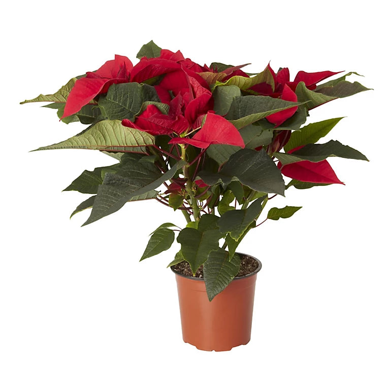 Poinsettia (13cm)