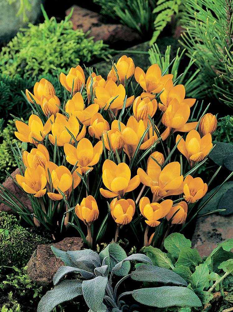 Crocus 'Dorothy'