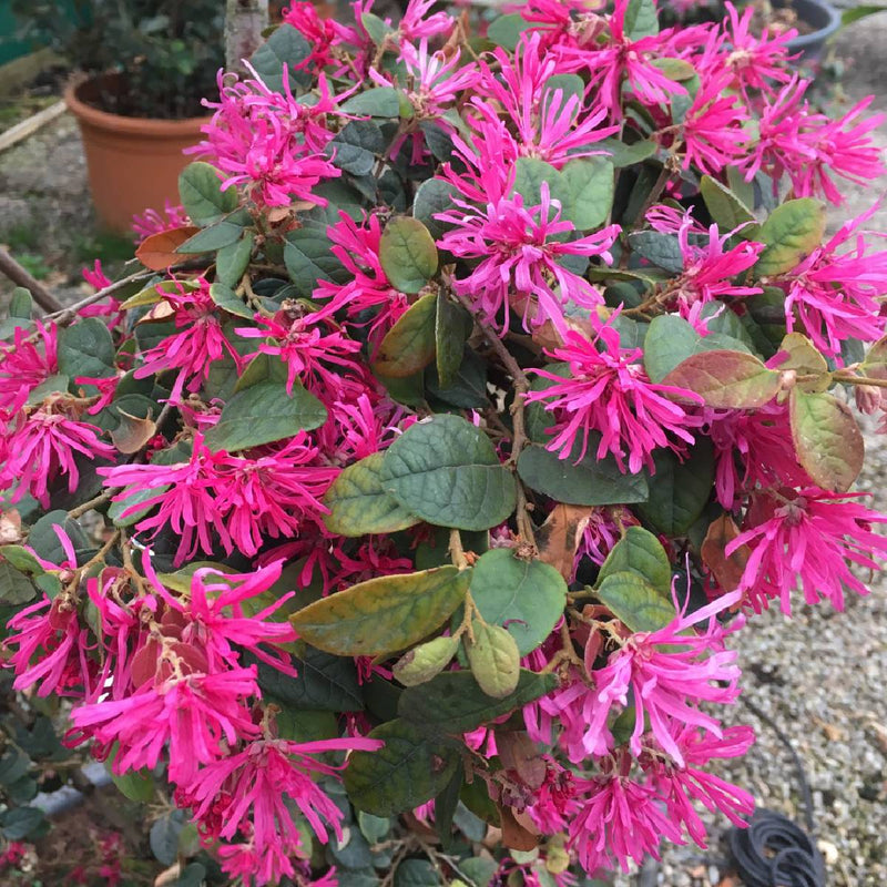 Loropetalum chinensis 'Fire Dance' (2 Litre)
