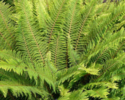 Soft Shield Fern 'Herrenhausen' – Polystichum setiferum 'Herrenhausen'