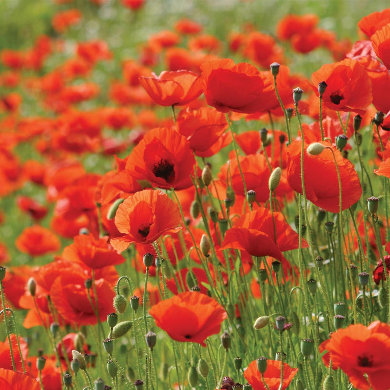 Mr. Men™ Little Miss™ - Little Miss Splendid - Poppy 'Flanders'