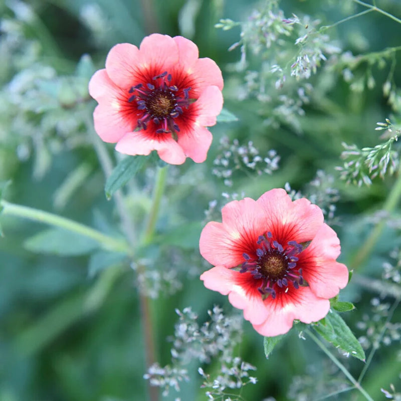 Potentilla nepalensis Miss Willmott (9cm)