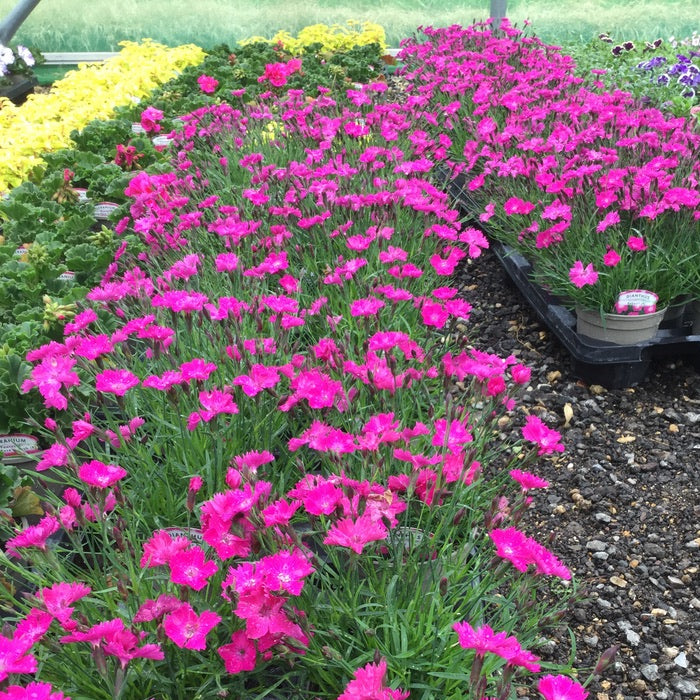 Dianthus Kahori 2L