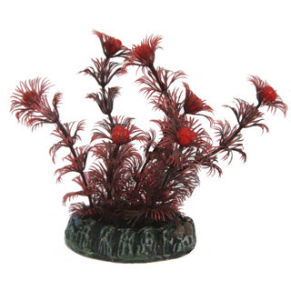 Betta Choice 8cm Black Plant w/ Red Berries