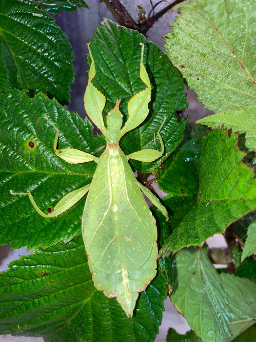 Leaf Insect (Phyllium phillippinicum)
