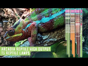 Arcadia D3+ Reptile T5 Lamp, 12% UVB, 56cm, 24 Watt — official Arcadia product demonstration
