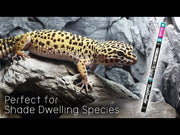 Arcadia ShadeDweller UV Lamp, 8 Watt — official Arcadia product demonstration