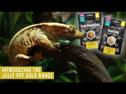 Arcadia Earth Pro Jellypot Gold, Repti Gold (50 Grams) — official Arcadia product demonstration