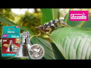 Arcadia Deep Heat Projector 50 Watt — official Arcadia product demonstration