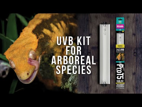 Arcadia ShadeDweller UV Lamp, 8 Watt — supplier video 1