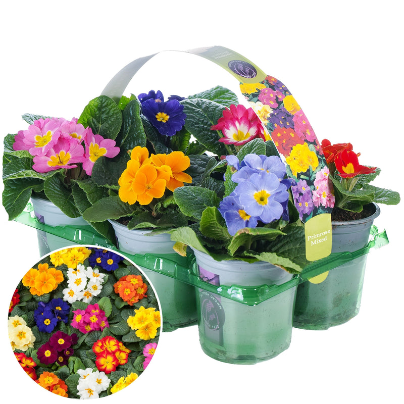 Primrose Mix Coloured (Pack of 6)