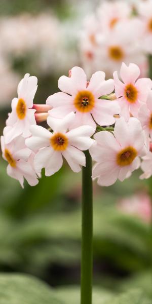 Primula Japonica 'Alba' | Japanese primrose (2 Litre)