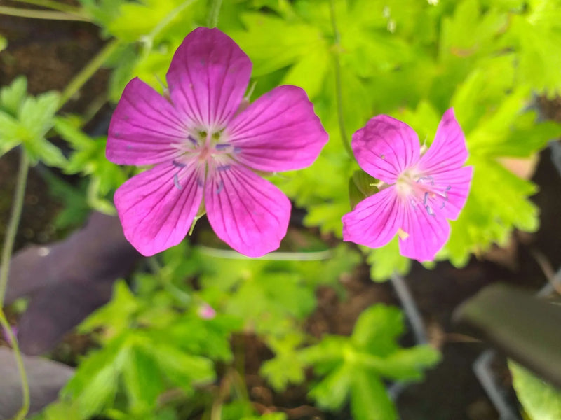 Geranium palustre | Marsh Cranesbill P9