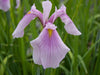 Iris laevigata 'Rose Queen'