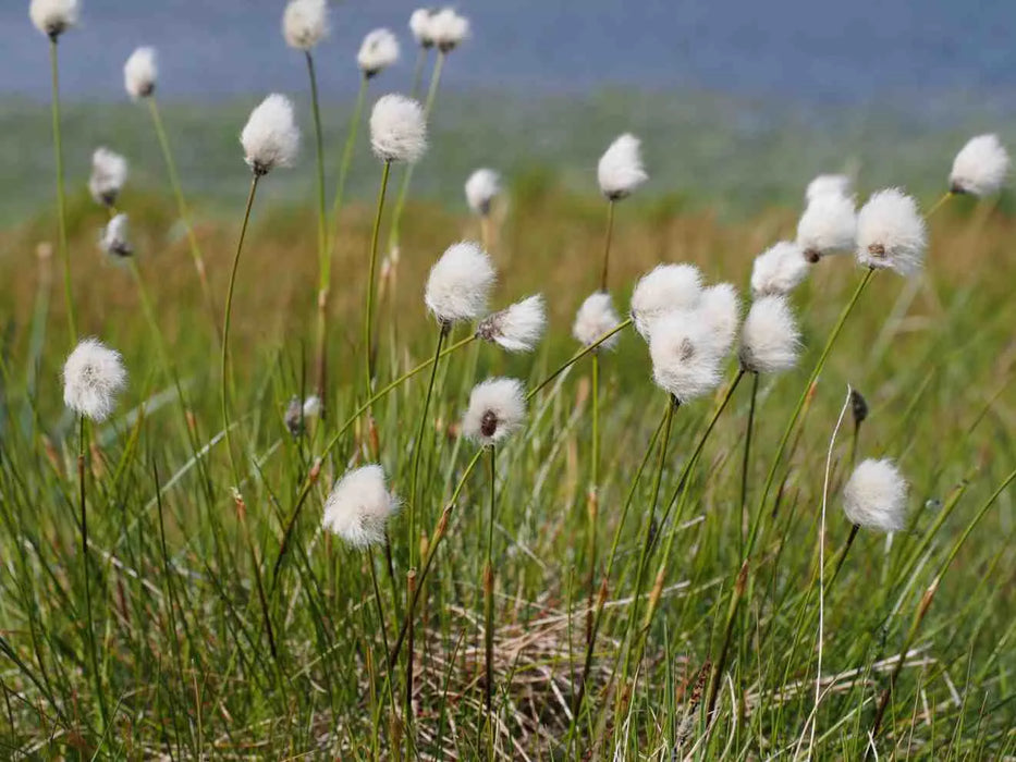 Eriophorum vaginatum | Hare's-Tail Cotton Grass P9