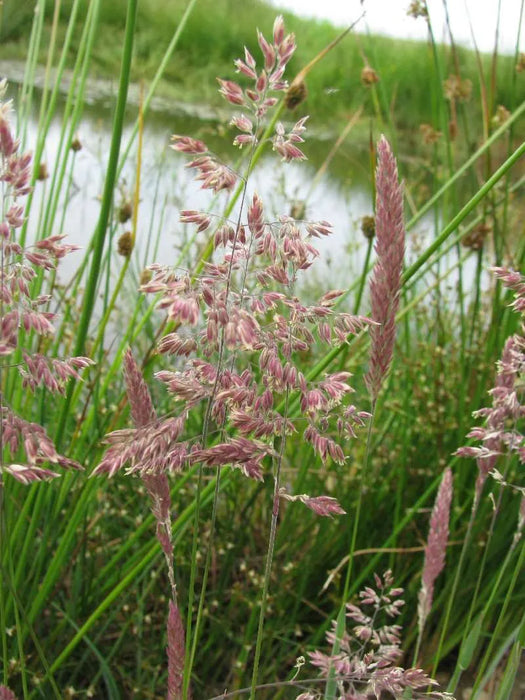 Glyceria maxima | Reed Sweet-Grass P9