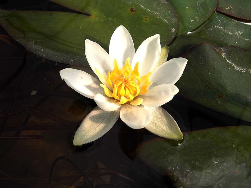 Nymphaea 'Pygmaea Alba' / P11