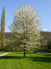 Prunus avium Plena – plant and habit